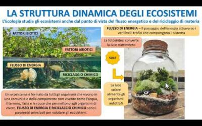 FLUSSI DI MATERIA ED ENERGIA NEGLI ECOSISTEMI