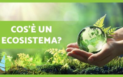Definizione e TIPI di ECOSISTEMI ️️