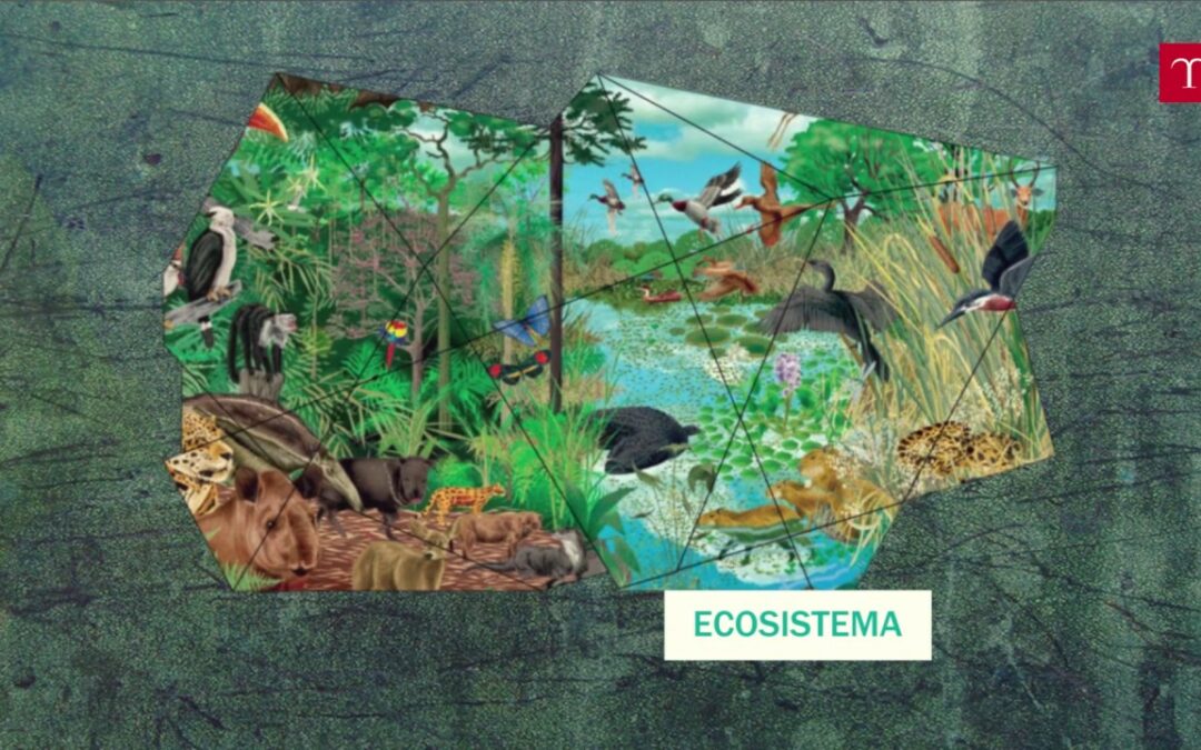 Gli ecosistemi – Struttura e funzione degli ecosistemi