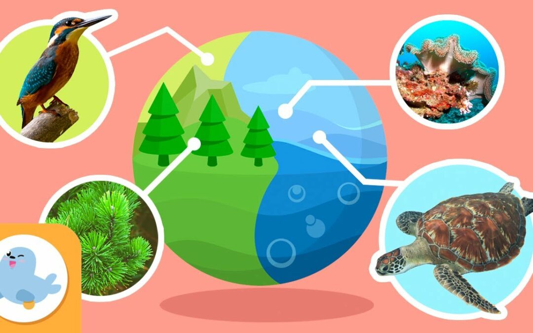 Habitat naturali ed ecosistemi – Raccolta – Scienza per bambini