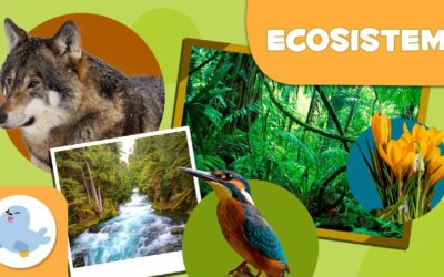 Cosa sono gli ecosistemi? – Tipi di ecosistemi per bambini