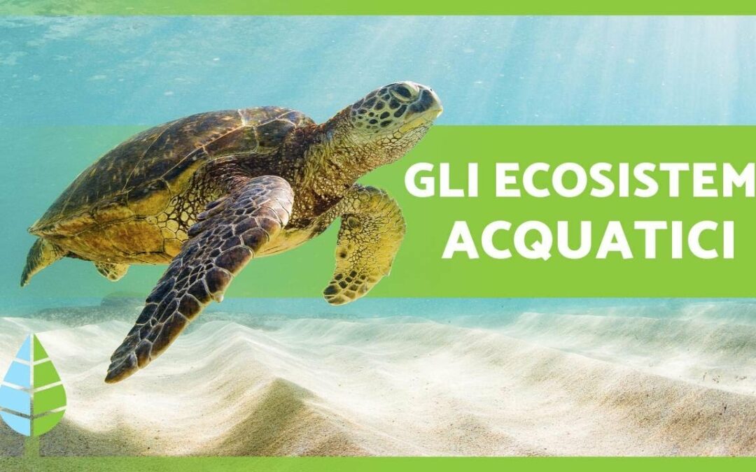 Ecosistemi ACQUATICI ️ (Caratteristiche, TIPI ed Esempi)