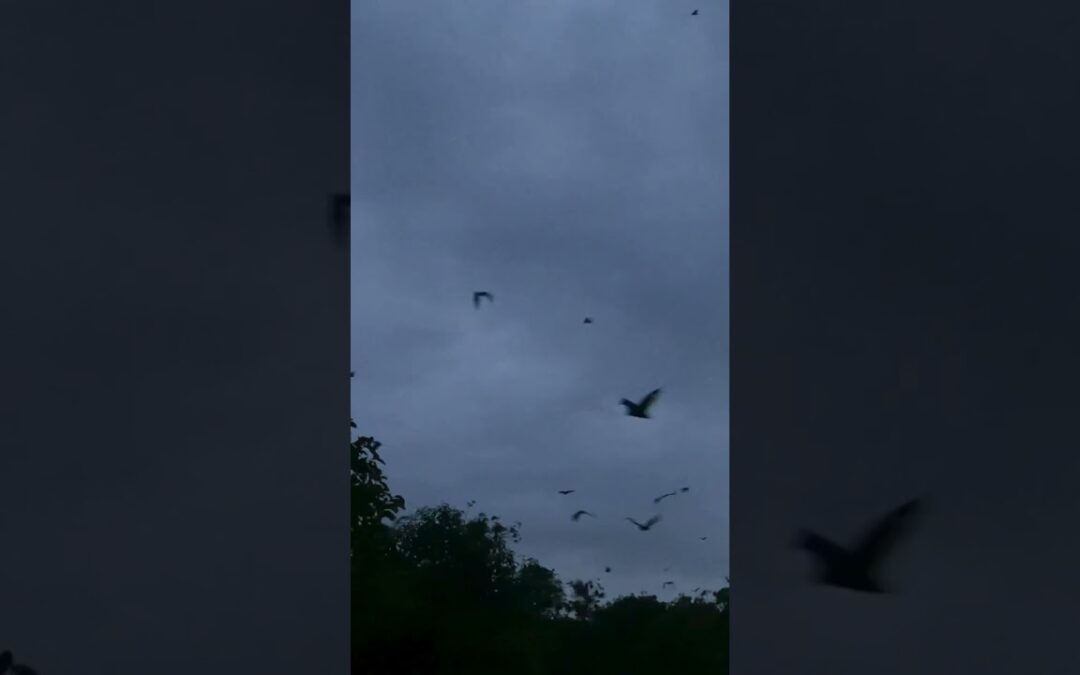 How Does Guano Help the Environment? #shorts #scienceeducation #earthscience #science #education