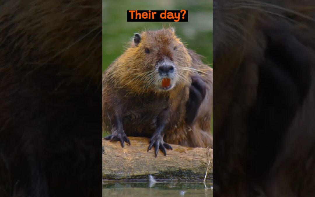The Busy Life Inside a Beaver Lodge | The Wild Animal Facts