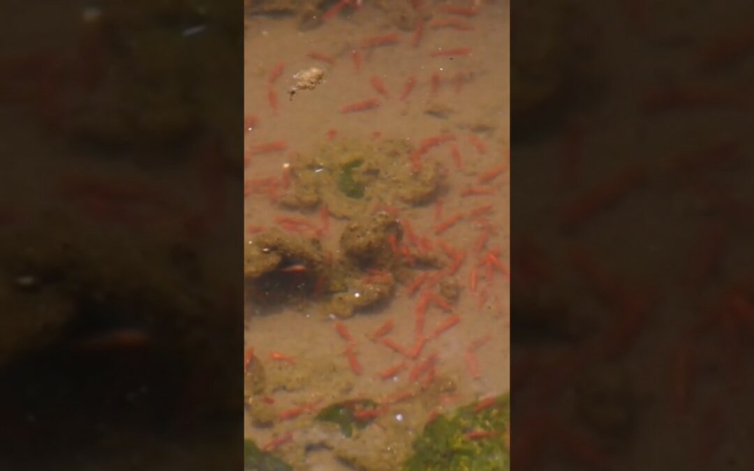 Hawaiian Red Shrimp and the Anchialine pools on Hawaii’s Big Island Minute Biology Lesson #Shorts