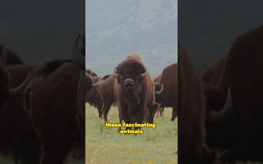 The Majestic World of Bison