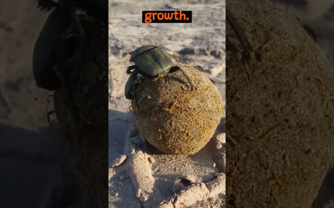 The Role of Dung Beetles in The Ecosystem | The Wild Animal Facts