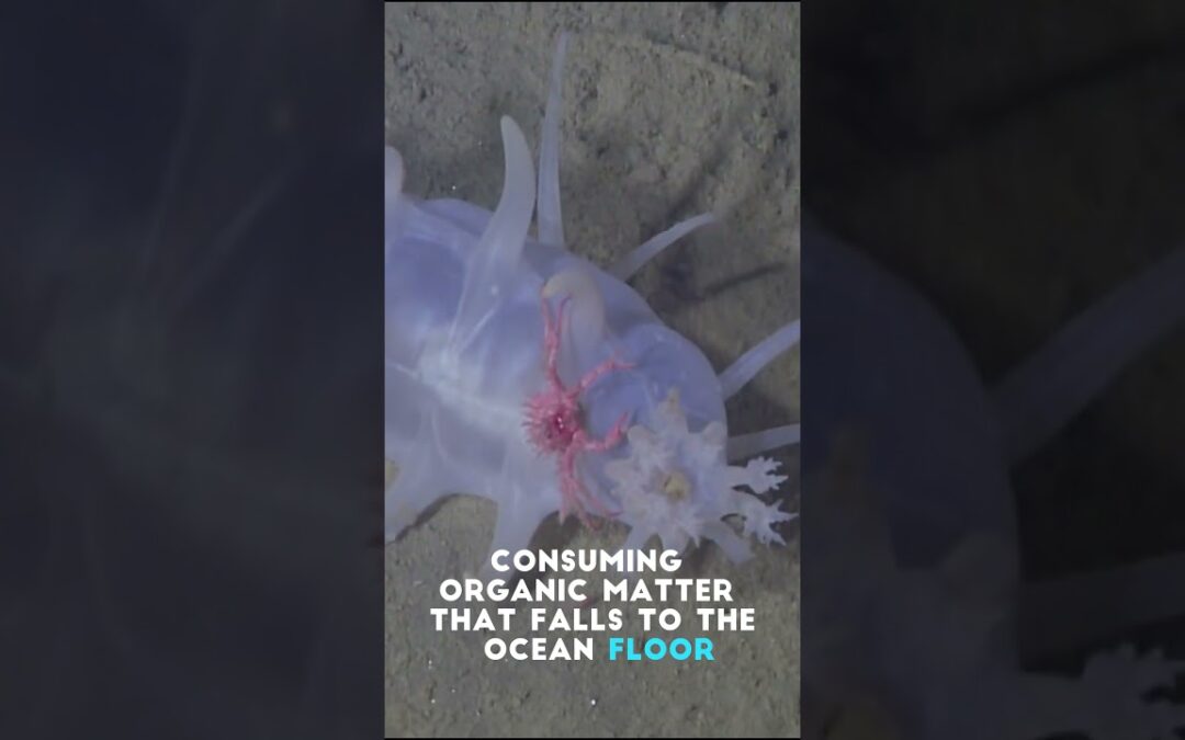 Have You Seen a Pig or a Cucumber Living in a Deep Sea?