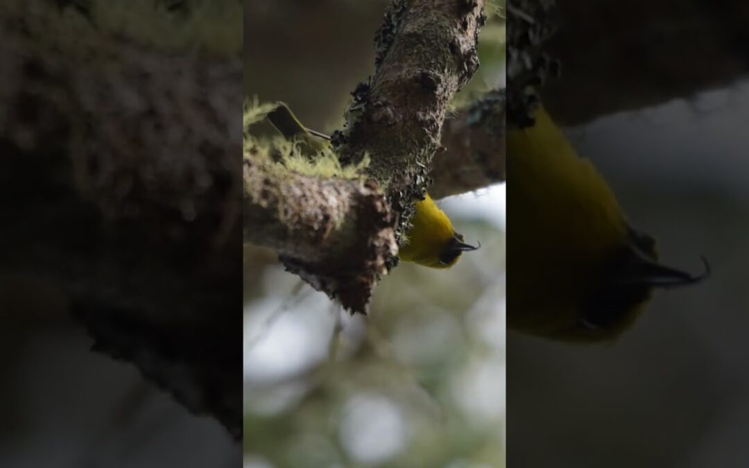 Meet the AMAZING ʻAKIAPŌLĀʻAU!