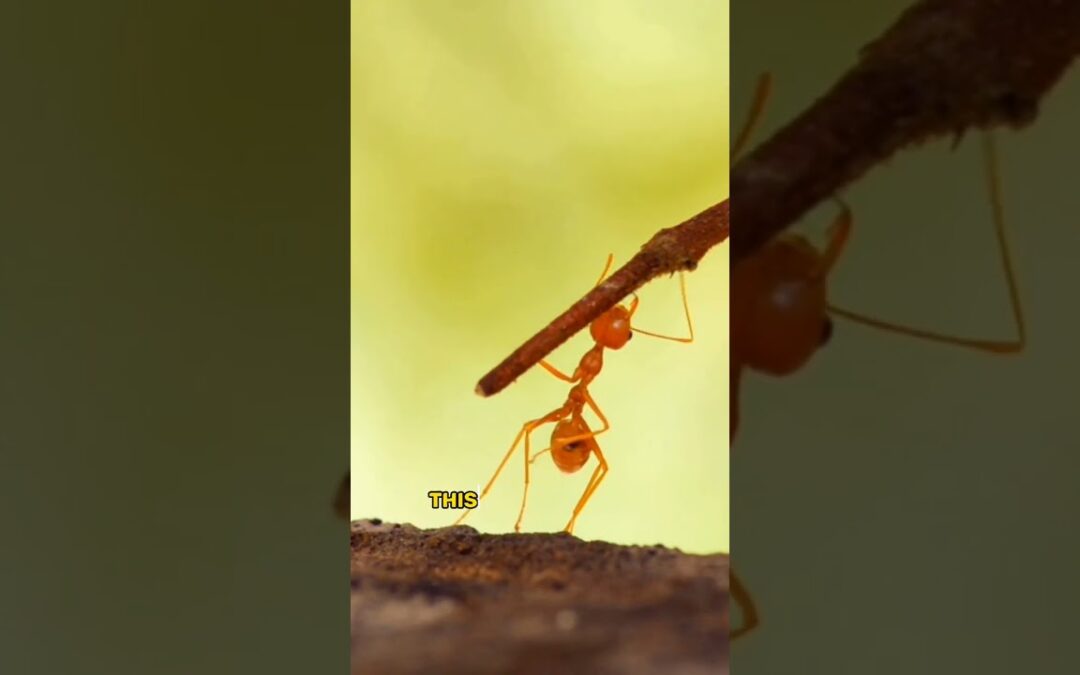The Secret Lives of Ants #shorts #short #ants #animals #animalshorts  #naturelovers #ant