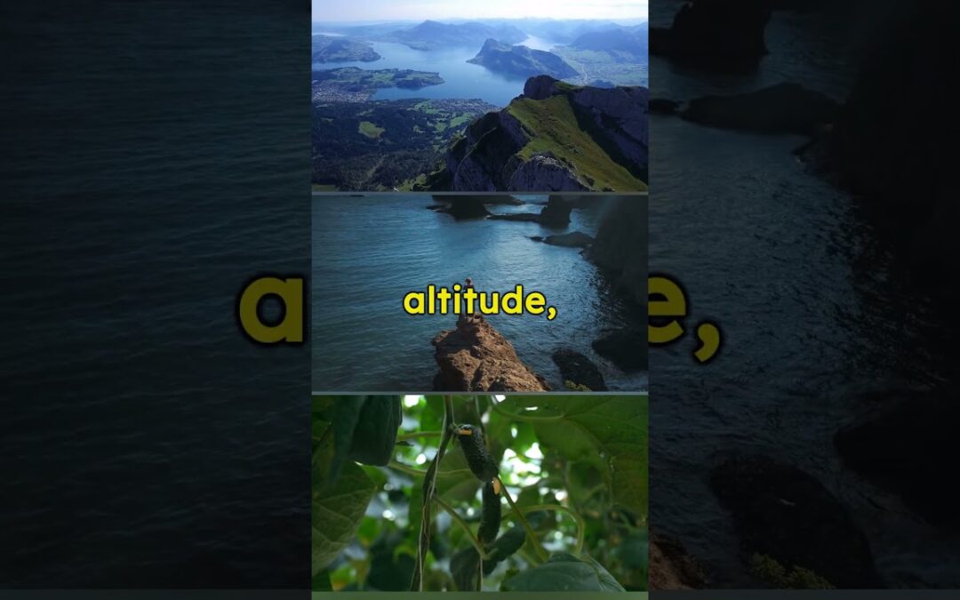 “️ Weather Wonders: The Surprising World of Microclimates! #didyouknow #shorts”