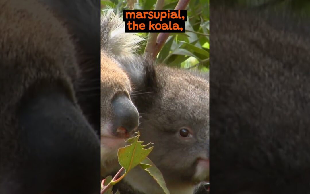 Koalas and Their Eucalyptus Diet What’s The Deal? | The Wild Animal Facts