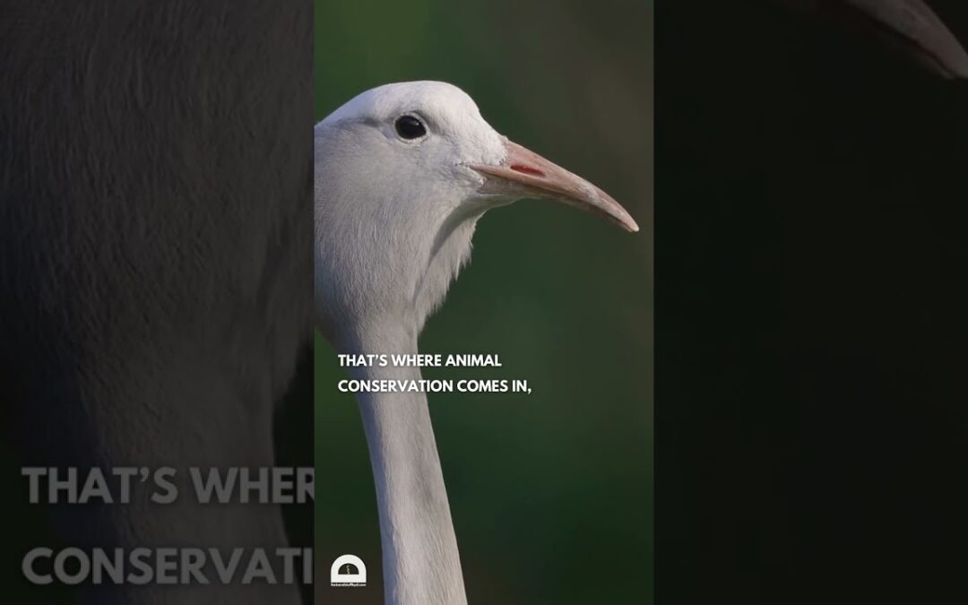 Animal Conservation | #biology #science #zoology #animals