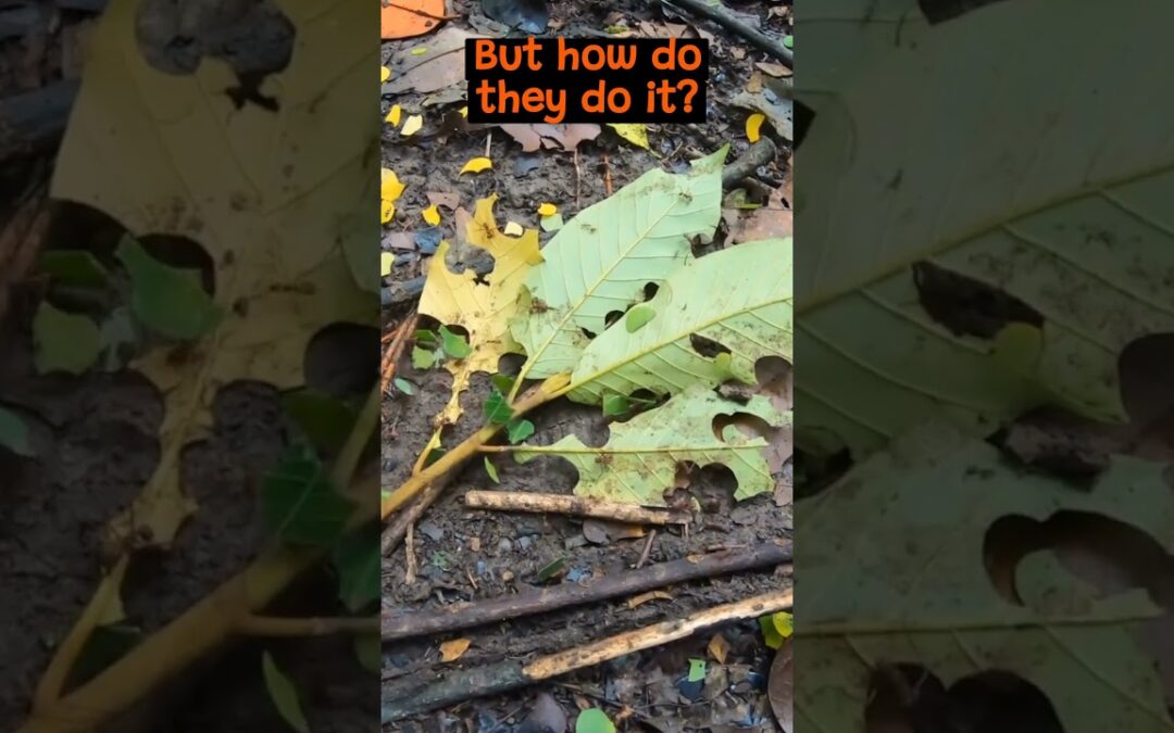 The Fascinating World of the Leafcutter Ants | The Wild Animal Facts