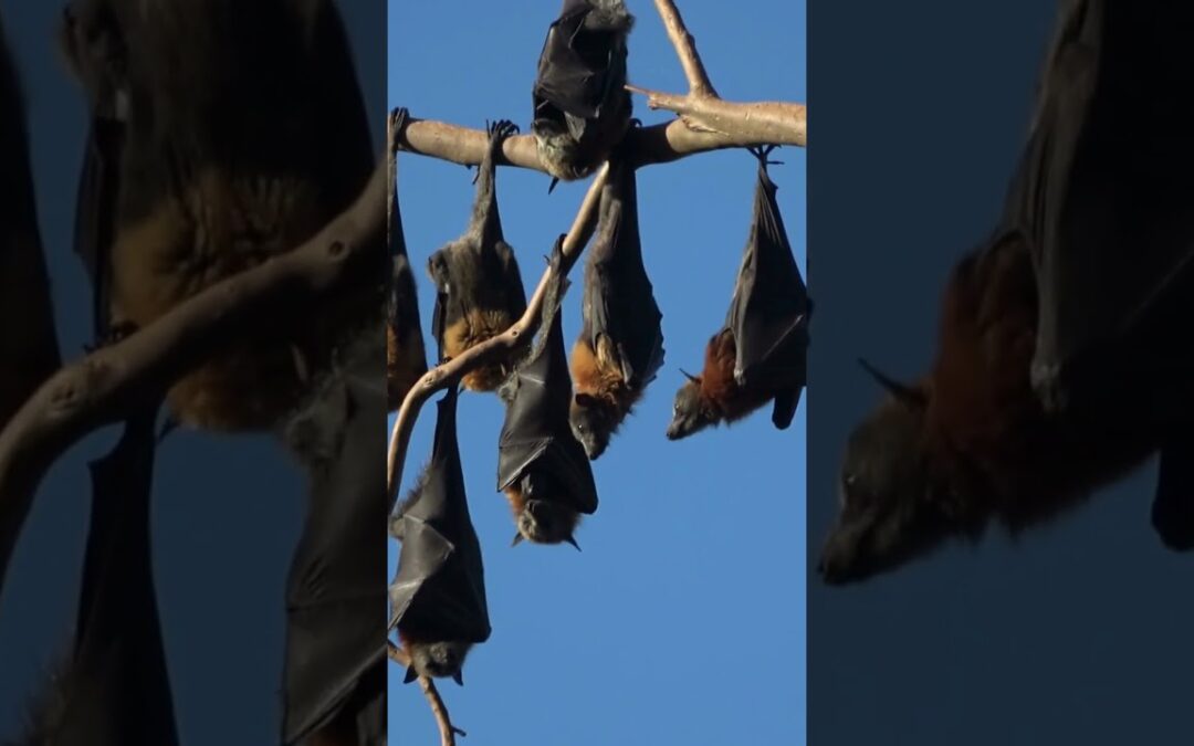 Where Do We Find Guano? #shorts #guano #scienceeducation #earthscience #educationalvideo #stem