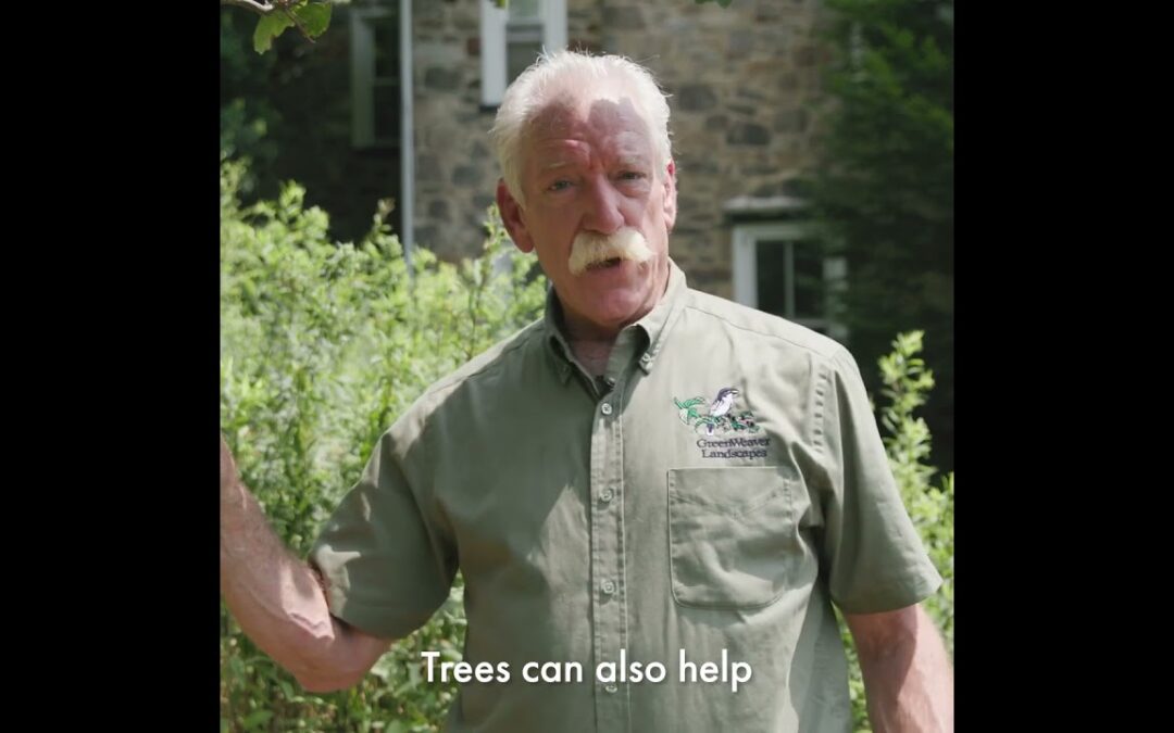 The Ecological Benefit of Trees