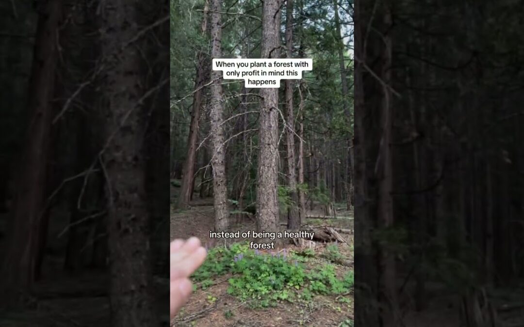 Old Growth Forest vs Second Growth Tree Plantations The Difference #conservation #forest