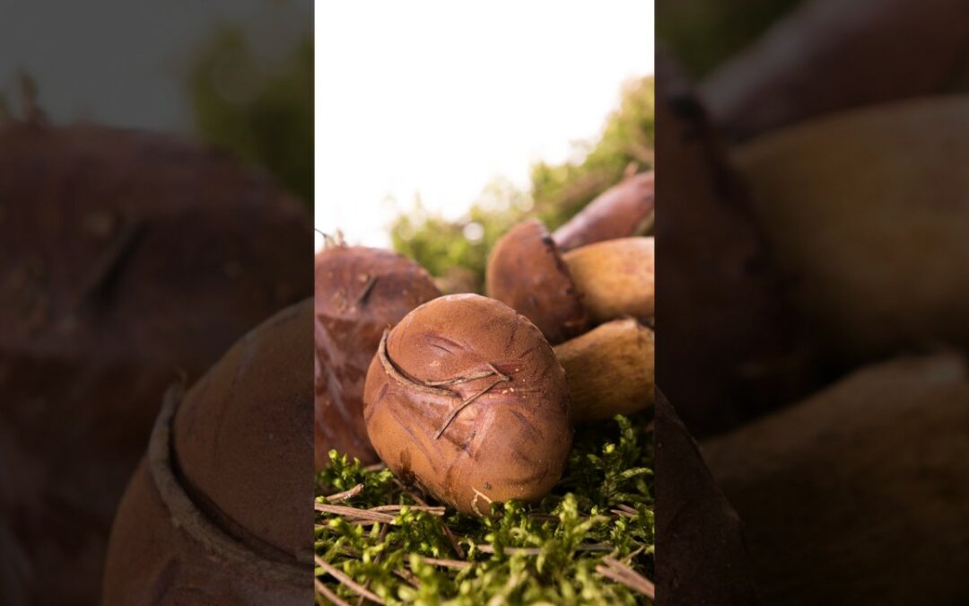 Bay Bolete: A Hidden Gem of the Forest – 5 Lesser-Known Facts Exposed