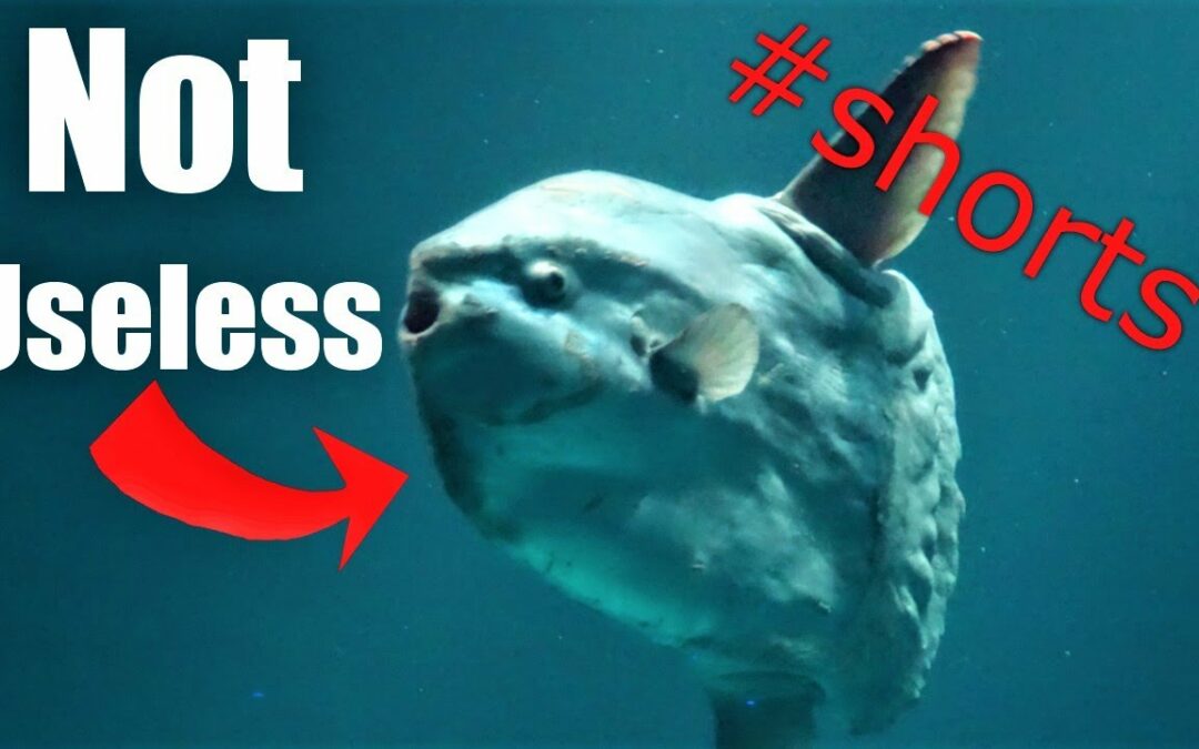 Are Ocean Sunfish Plankton? Minute Biology Lesson #Shorts