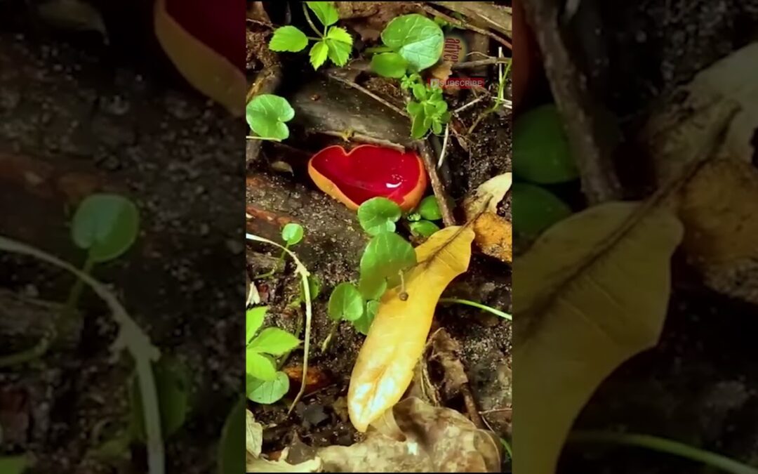 “Unveiling the Fascinating World of Fungi: Exploring the Hidden Kingdom”