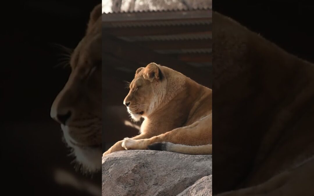What is Pleistocene Rewilding?