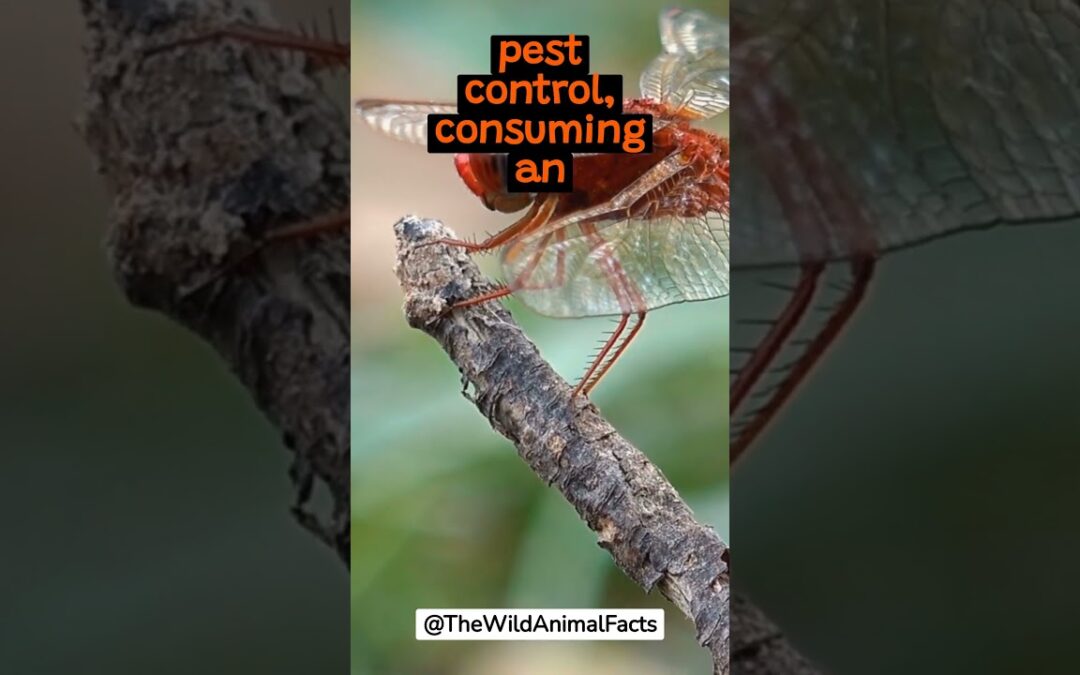 The Fascinating Lifecycle of The Dragonfly | The Wild Animal Facts