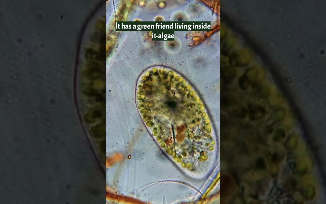 Microscopic Wonders!#shorts #youtubeshorts #ytshorts#biology