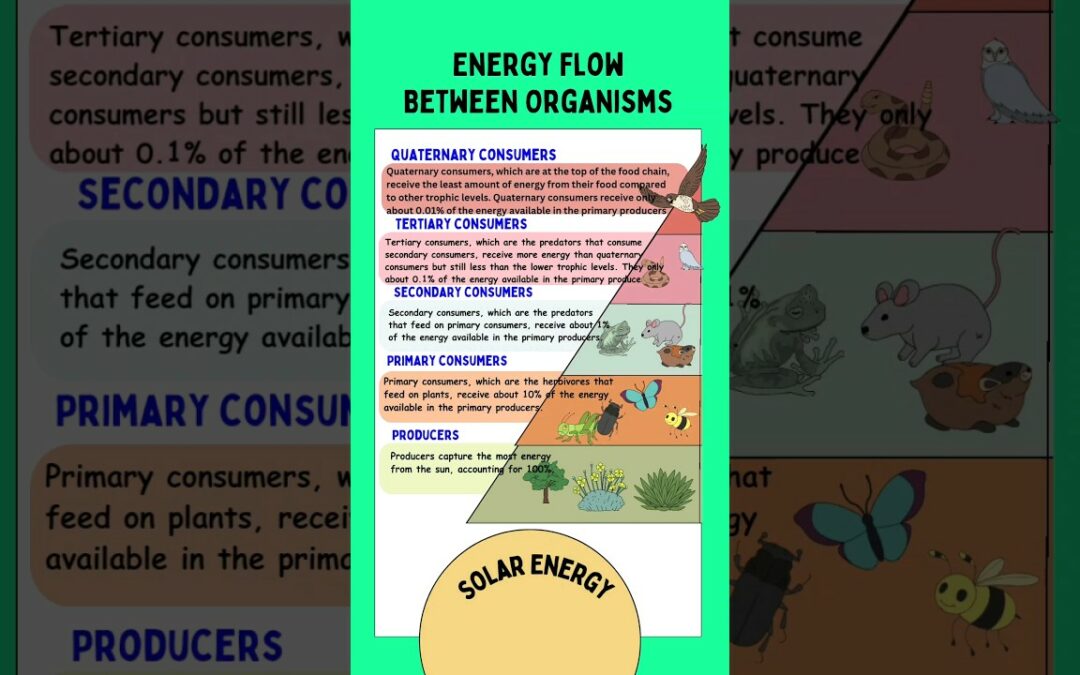 Energy flow between Organisms Class 9|flow of energy in an ecosystem|#shorts #energyflow #science