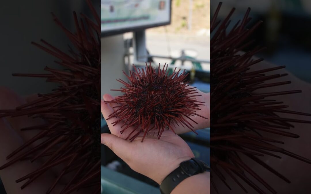 Red Sea Urchin Diet – Telonicher Marine Lab  #seaurchin #uni #echinodermata
