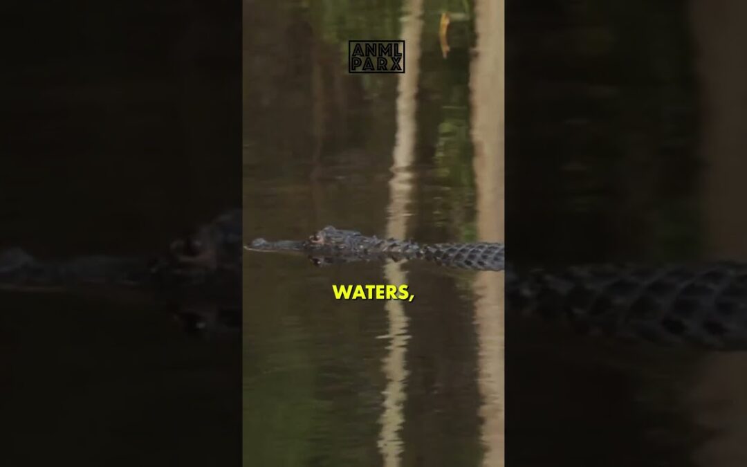 Saltwater Crocodiles: Diverse Habitats & Apex Predators