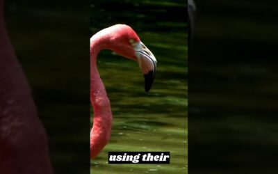 Flamingo:Discover the world of flamingos and the magic of their enchanting colors