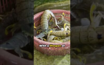 Unveiling the Vibrant World of Peacock Mantis Shrimp