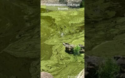 Algae Gone Wild: Navigating Eutrophication and Algal Blooms