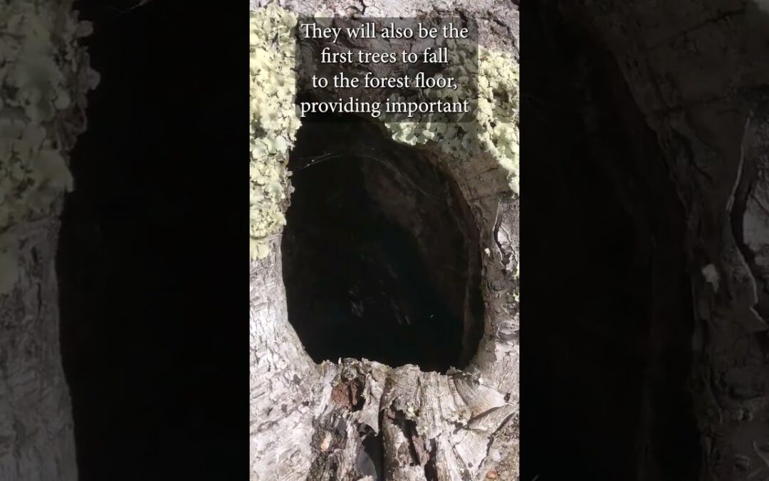 Legacy Trees