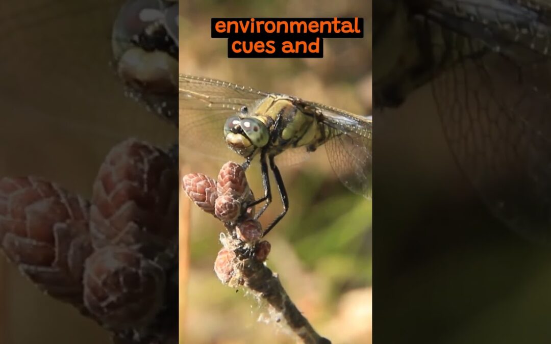 Understanding The Migration Patterns of Dragonflies | The Wild Animal Facts