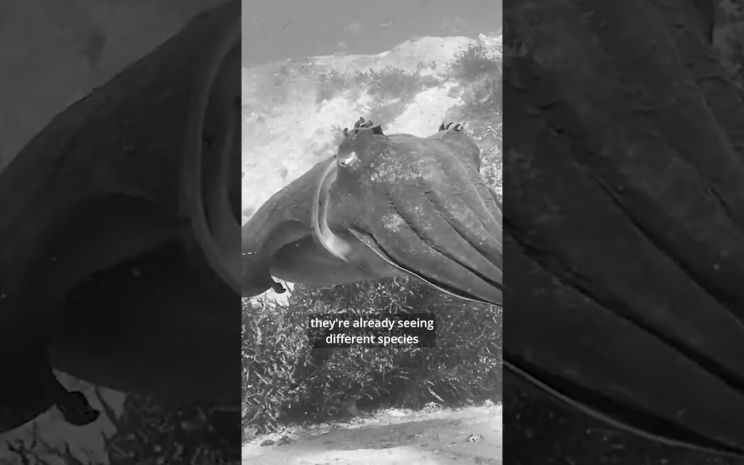 Marine Biology & Climate Change: Adriana Verges