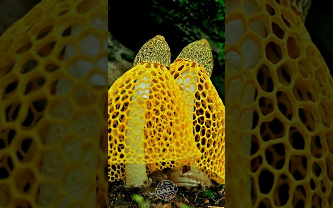 The Biggest Organism Ever you’ve never heard about.