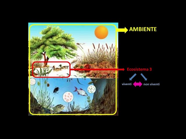 Ambienti ed ecosistemi (scienze classe terza)