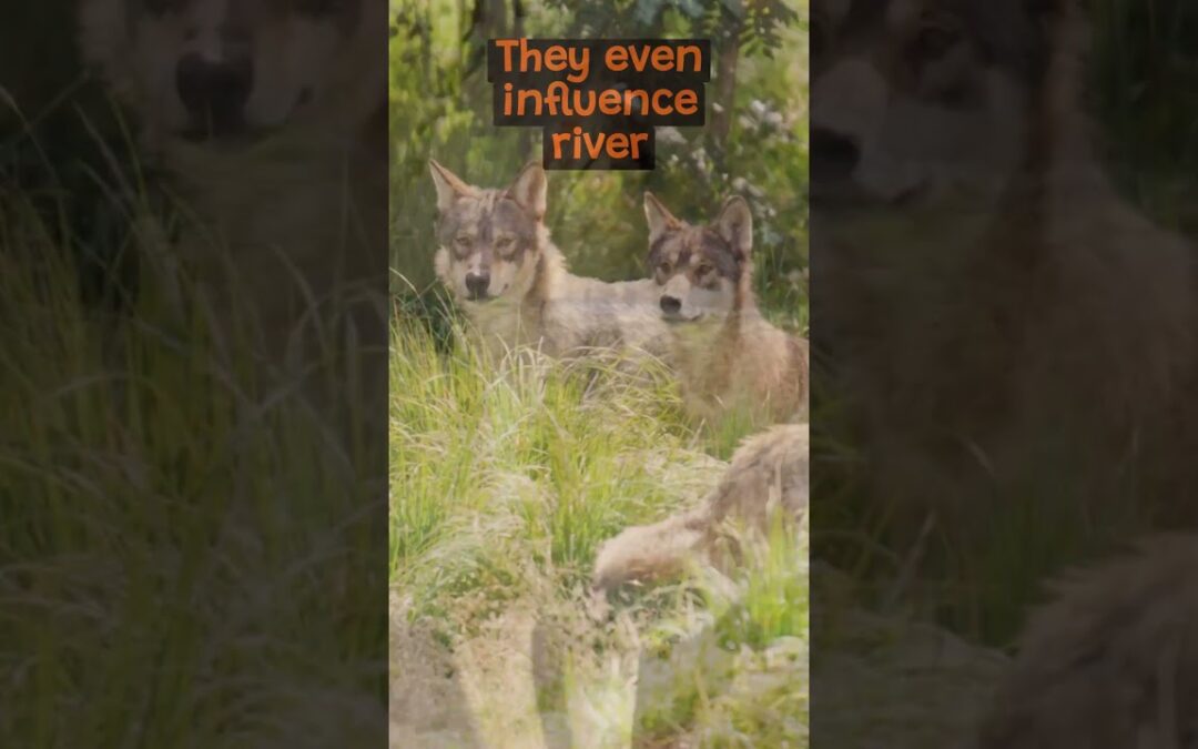 The Importance of Wolves in The Ecosystem | The Wild Animal Facts