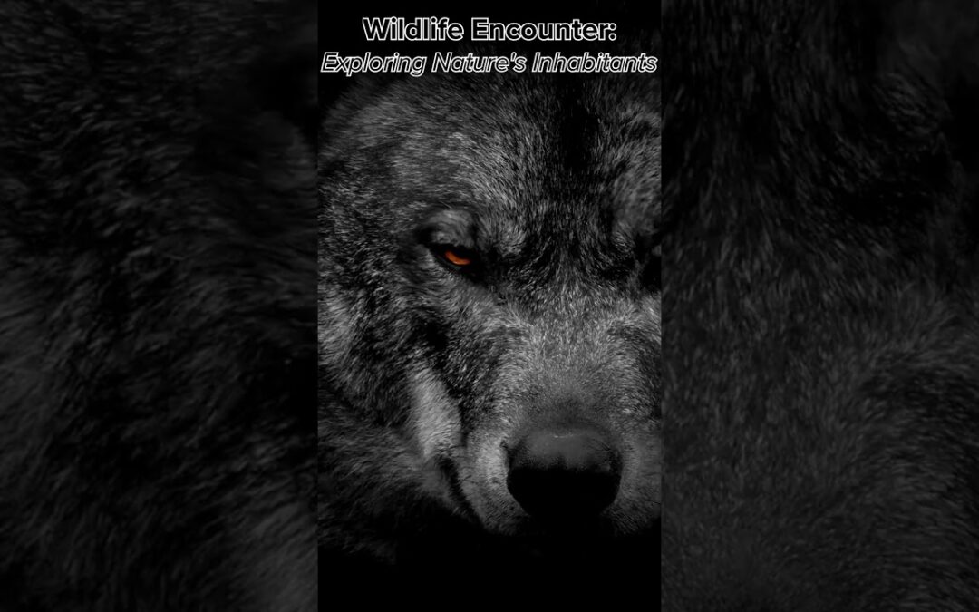 Exploring Nature’s Inhabitants: The Enigmatic Gray Wolf