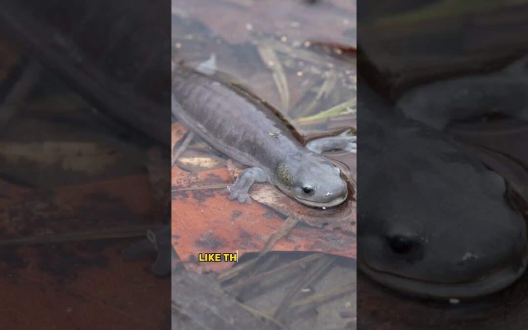 The Diversity of Amphibians: Frogs, Toads, and Salamanders #shorts #toads #frogs #salamanders #short