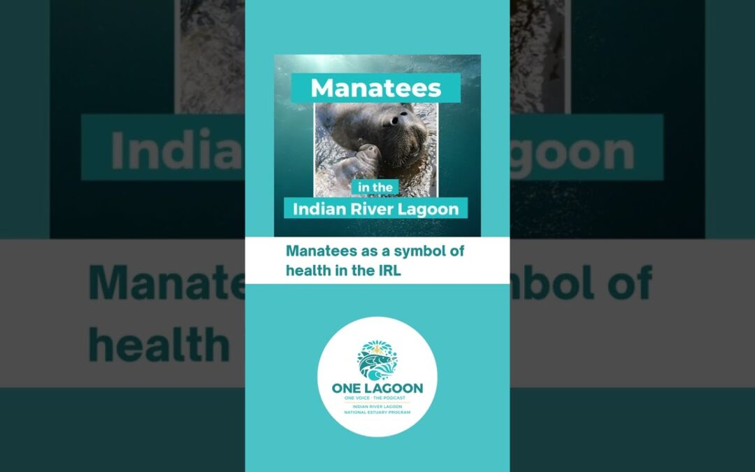 Manatees as a Symbol of a Healthy Indian River Lagoon