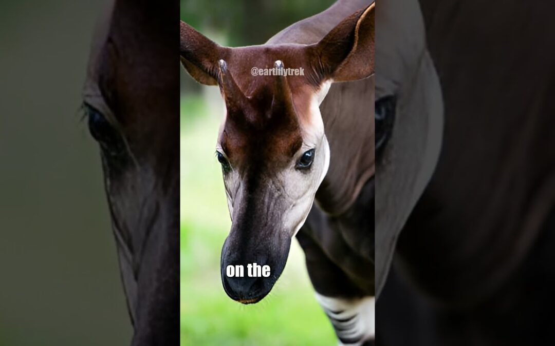 Okapi: Secrets of Africa’s Hidden Rainforest