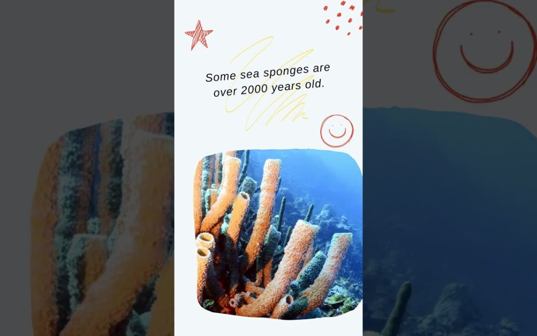 Timeless Titans of the Deep The Millennia-Old Sea Sponges #AncientAbyss #SpongeSaga #MarineMysteries