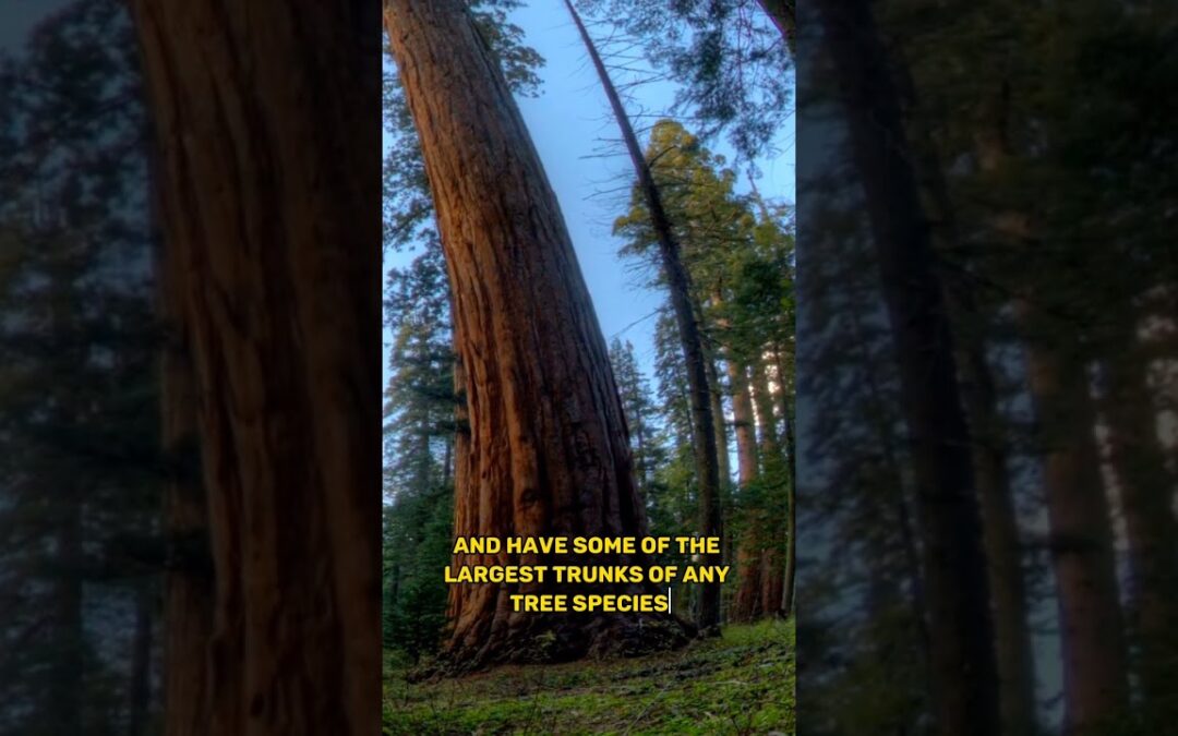 The World’s Tallest Trees: Redwoods and Sequoias #shorts #Redwoods #Sequoias #shortvideo #tree