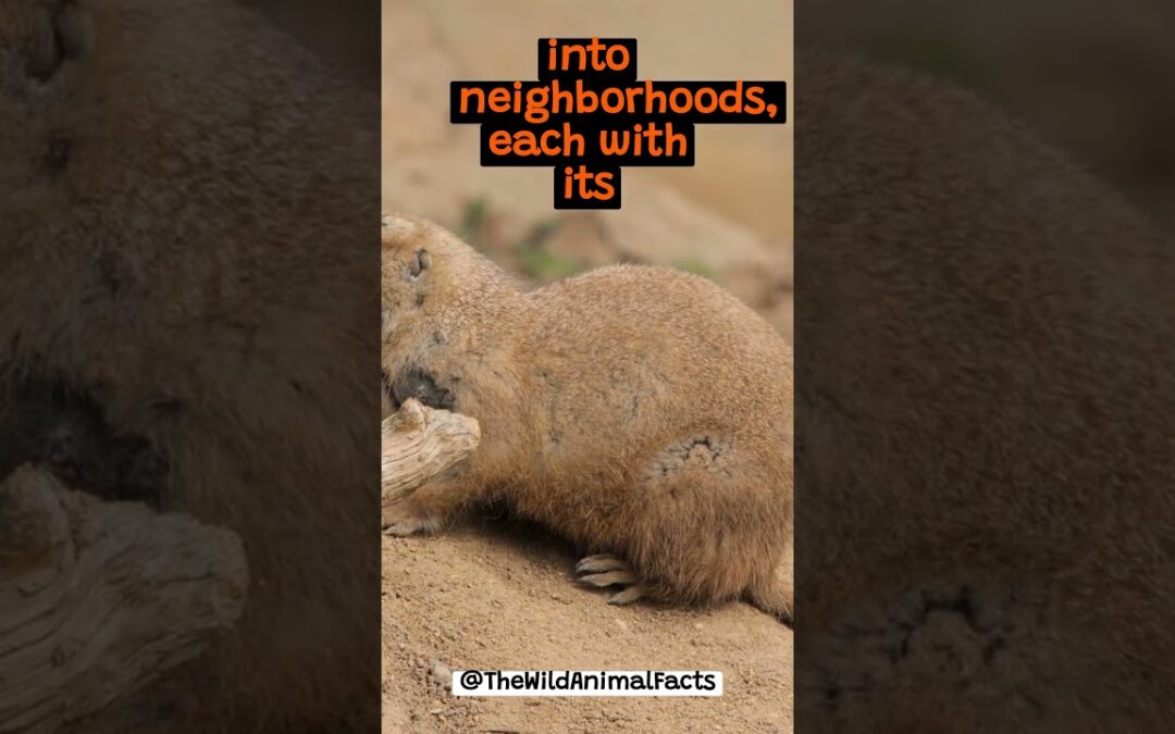 The Fascinating Social Structure of Prairie Dogs | The Wild Animal Facts