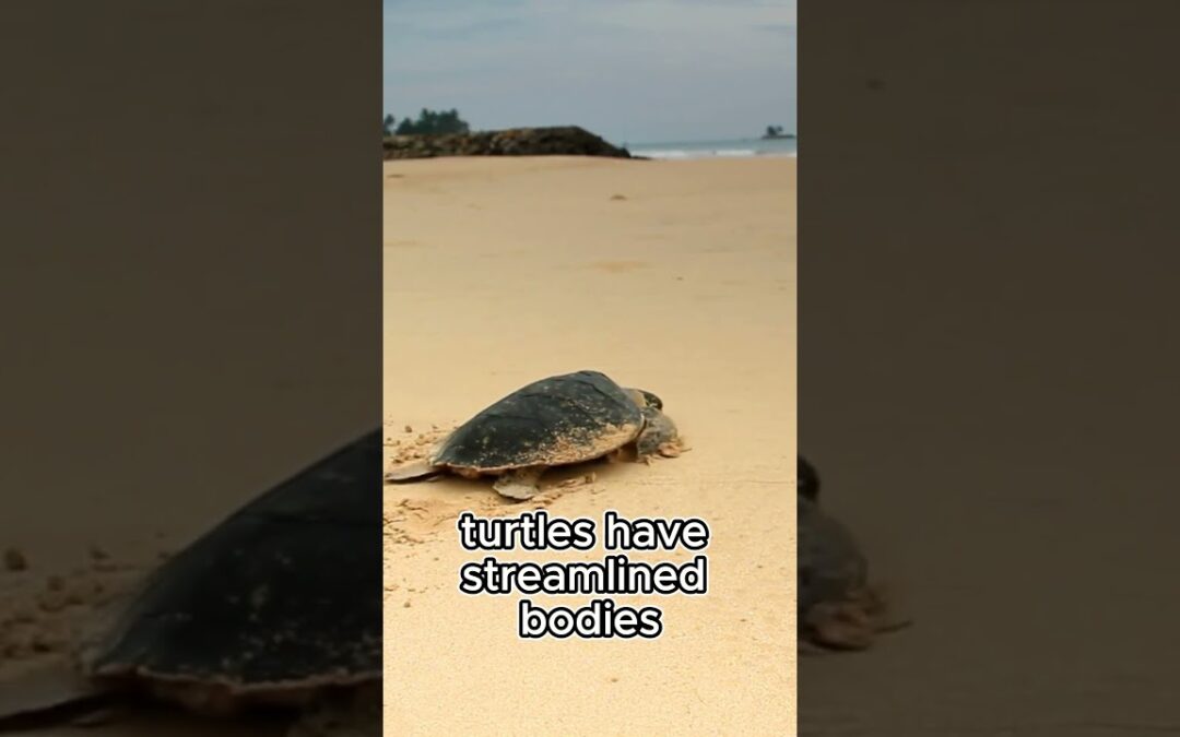 The Shocking Truth about Turtles Revealed