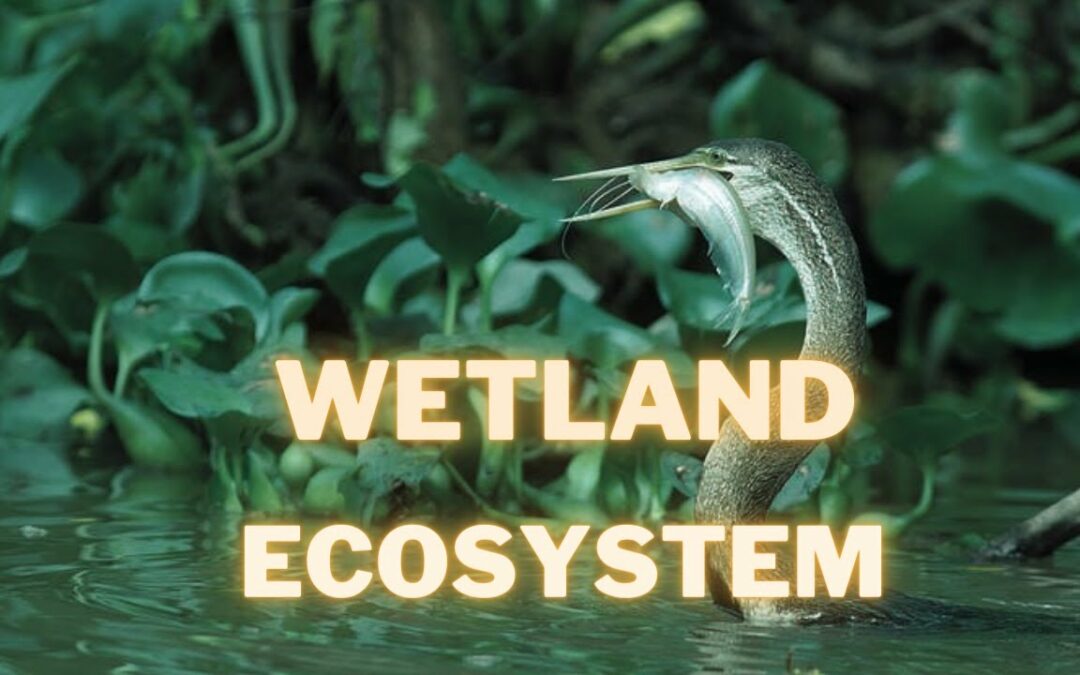 WETLAND ECOSYSTEM | ENVIRONMENT AND ECOLOGY | UPSC CSE PRE 2023