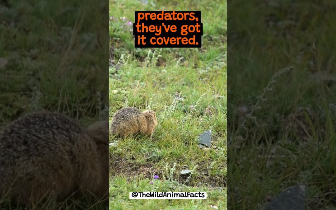 The Amazing Burrowing Skills of The Groundhog | The Wild Animal Facts