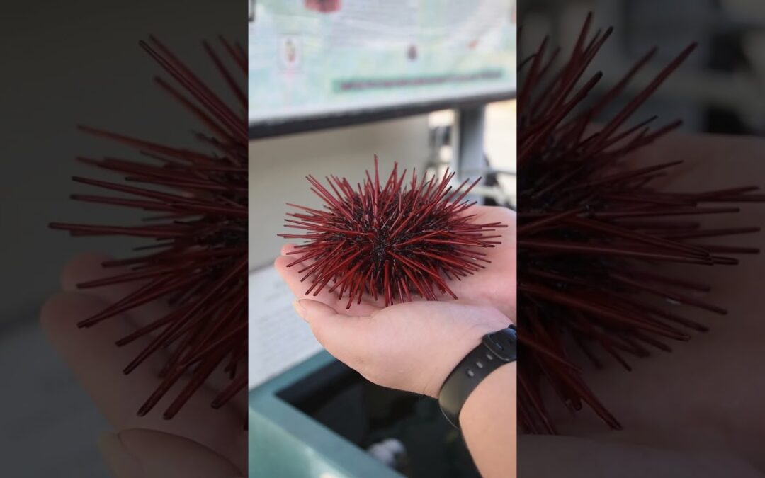 Red Sea Urchin Reproductive Strategy – Telonicher Marine Lab  #seaurchin #uni #echinodermata